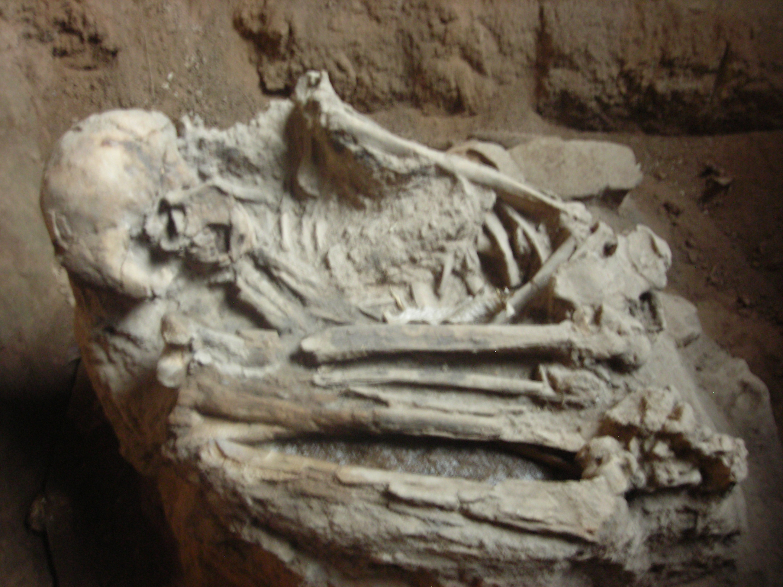 fosil manusia purba | Rocknrapids39;s Blog